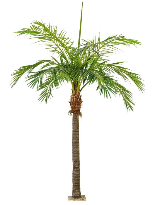 Groot Phoenix Palm H: 420 cm