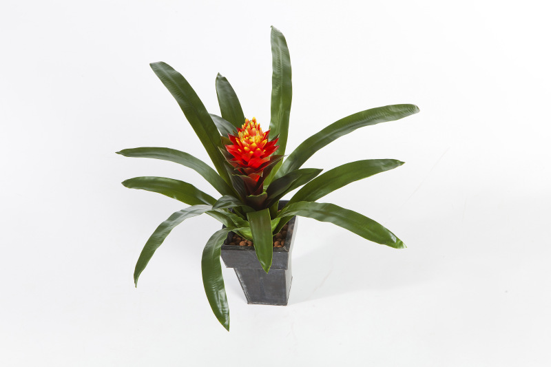 Guzmania Conifera H: 50 cm