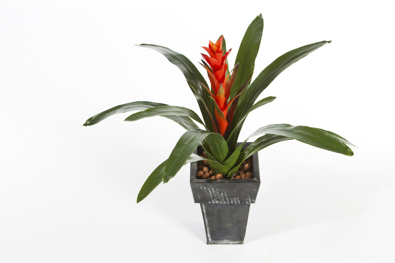 Guzmania Continental H: 47 cm