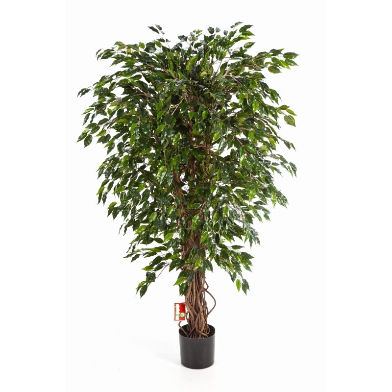 Hawai Ficus Liaan H: 120 cm