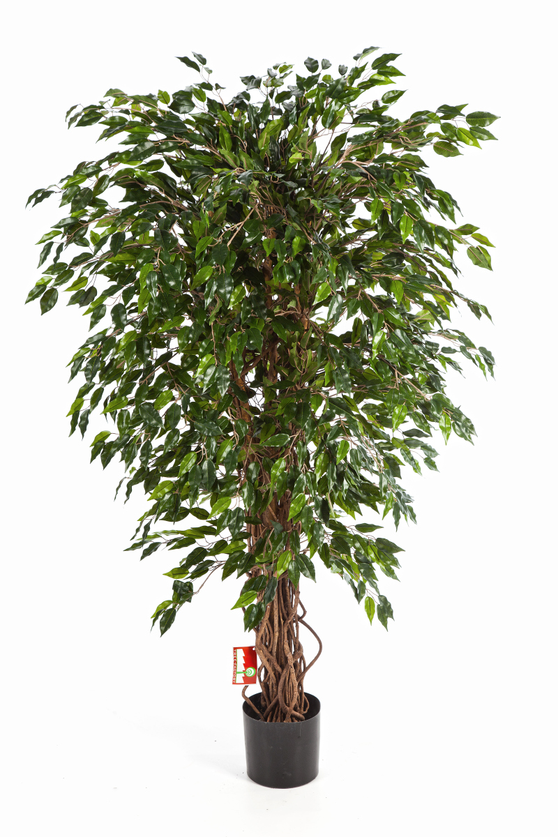 Hawai Ficus Liaan H: 150 cm