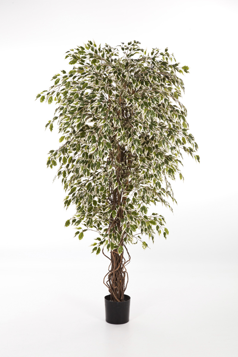 Hawai Ficus Liaan H: 180 cm