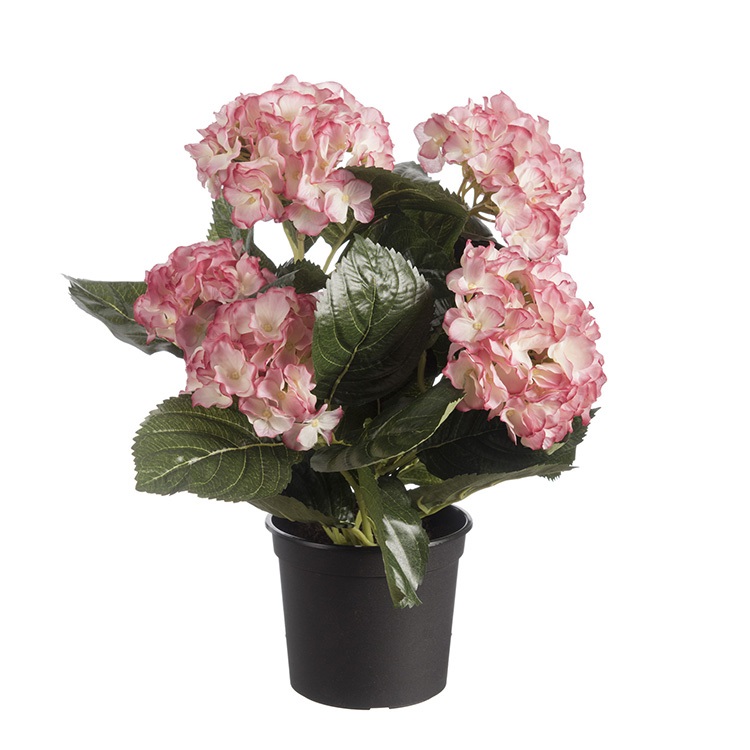 Hortensia roze/creme, H: 44cm