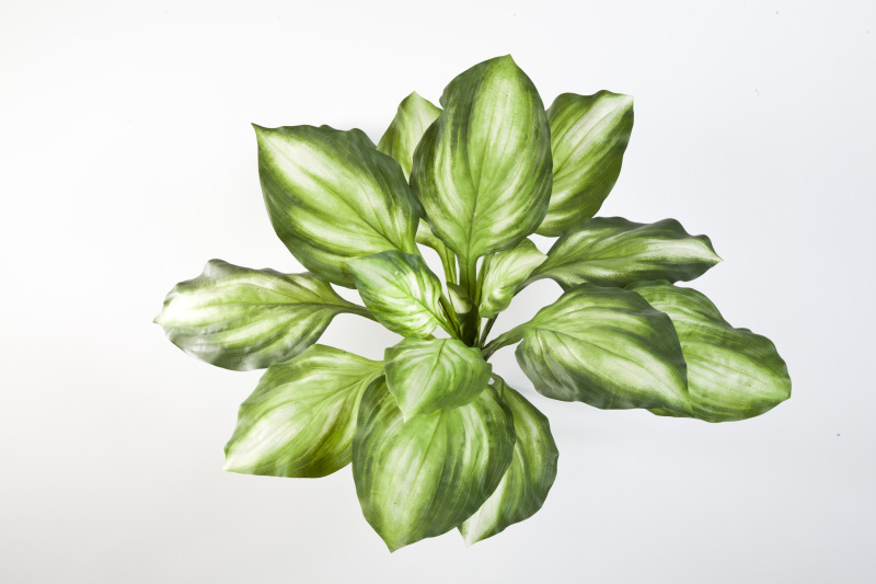 Hosta Bush Groen/Geel H: 55 cm