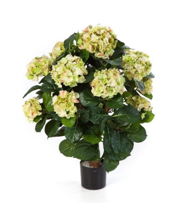 Hydrangea Bol H: 62 cm