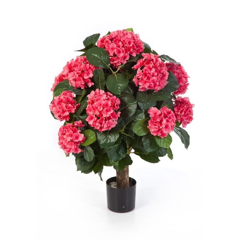 Hydrangea Bol H: 62 cm