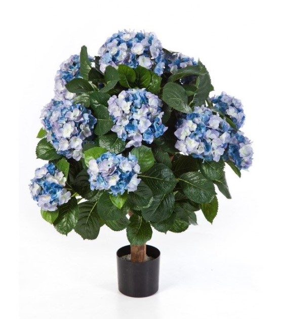 Hydrangea Bol H: 62 cm