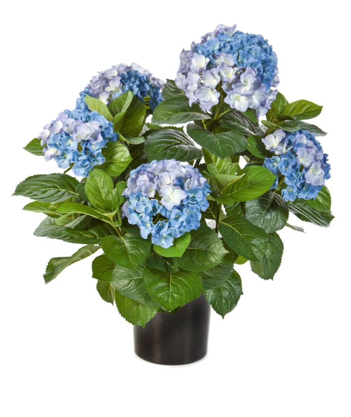 Hydrangea Bush H: 53 cm