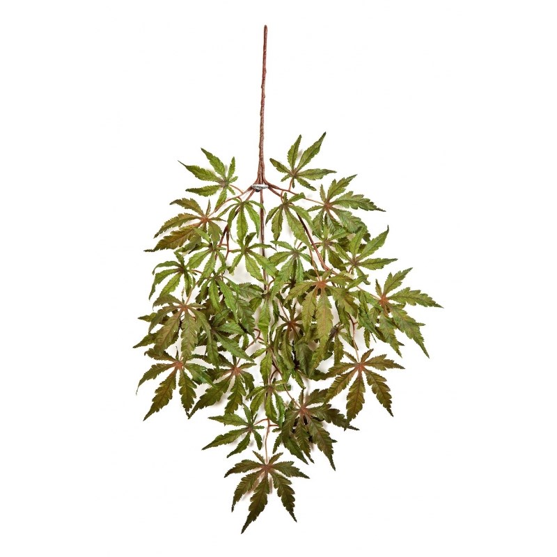 Japanese Maple Bladtak - Vlamvertragend  H:  cm