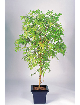 Japanese Maple H: 180 cm