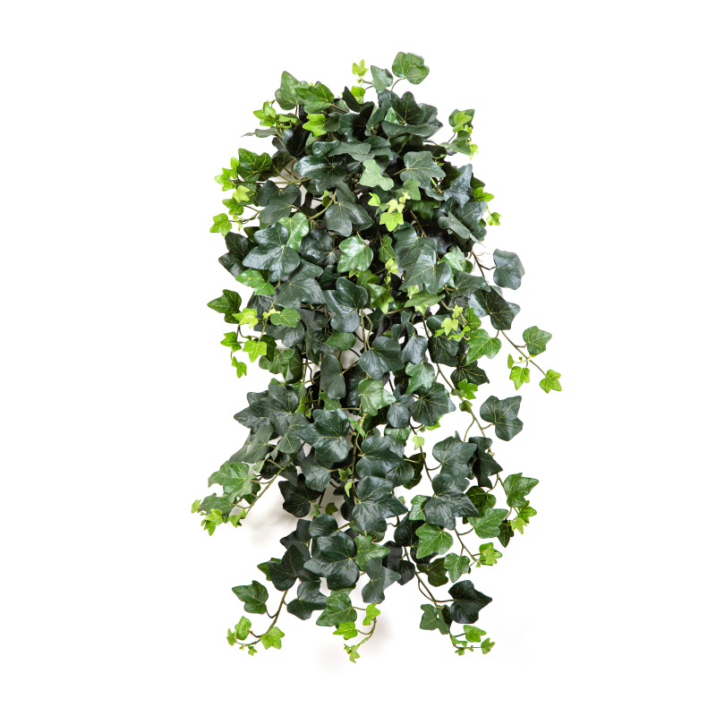 Klimop Hang Bush - Vlamvertragend H: 75 cm