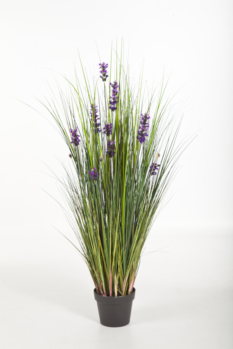 Lavender Gras H: 120 cm