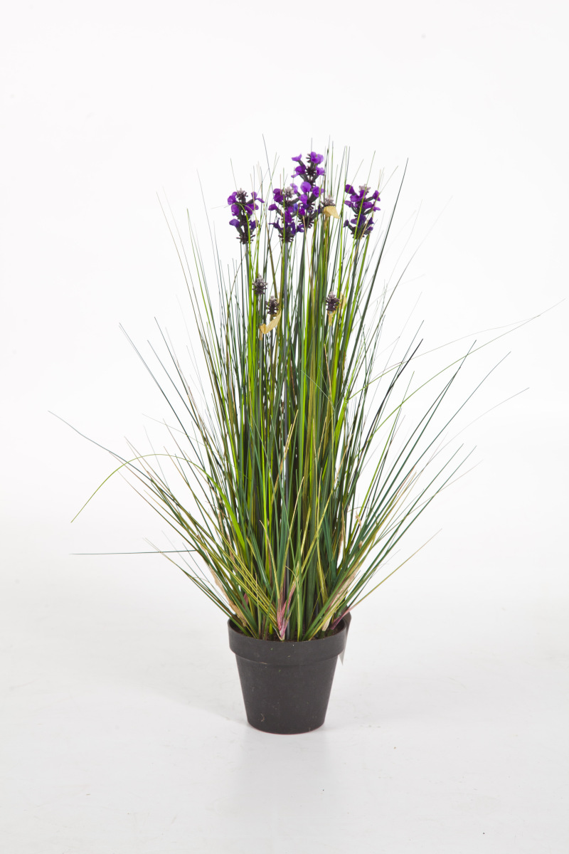 Lavender Gras H: 60 cm