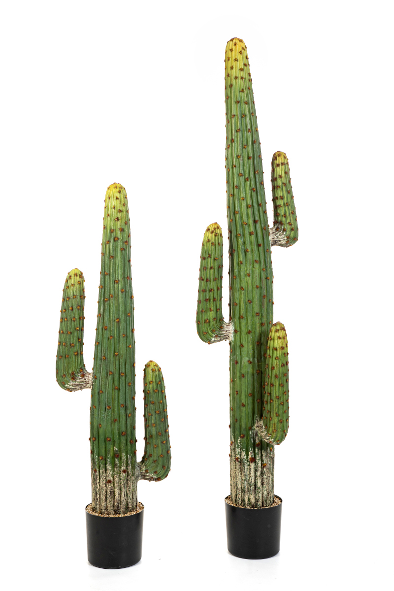 Me Ican Cactus H: 125 cm