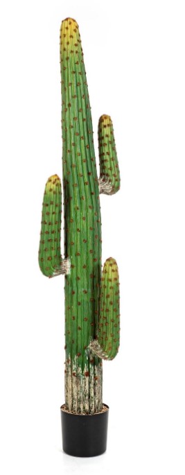 Me Ican Cactus H: 170 cm