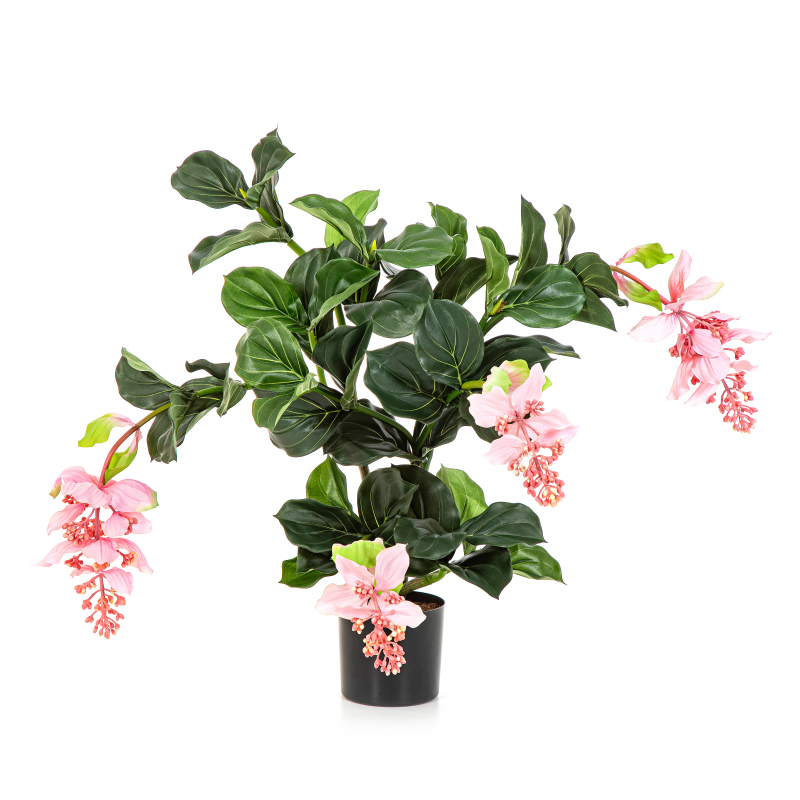 Medinilla Plant H: 78 cm