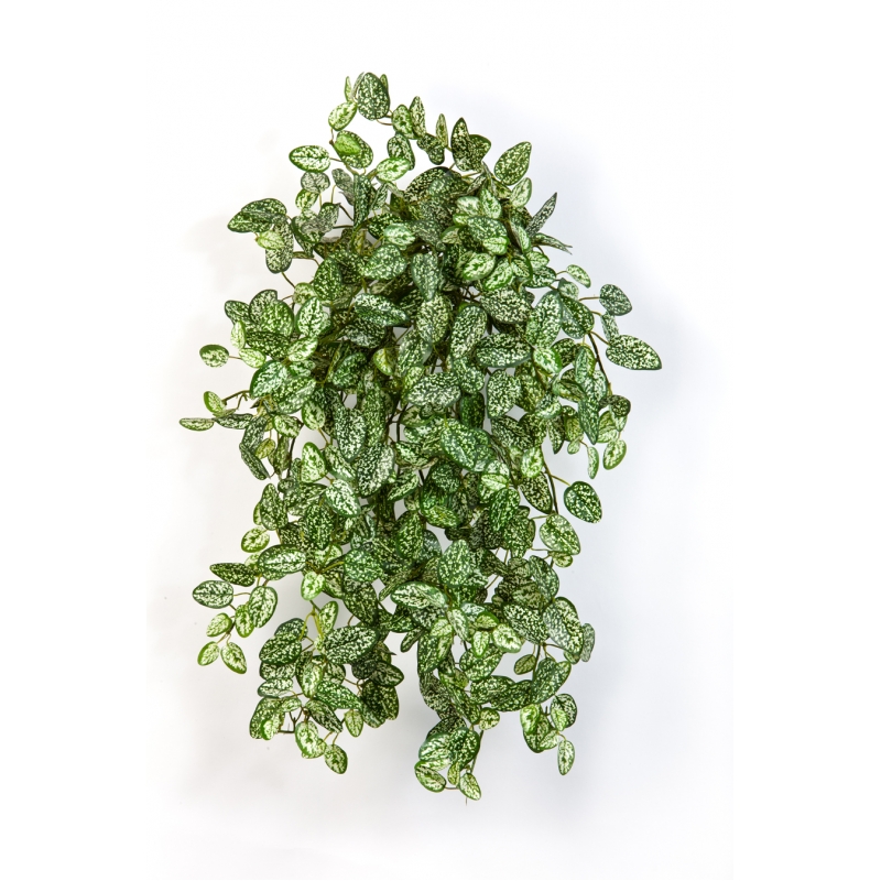 Mini Hypoestes H: 56 cm