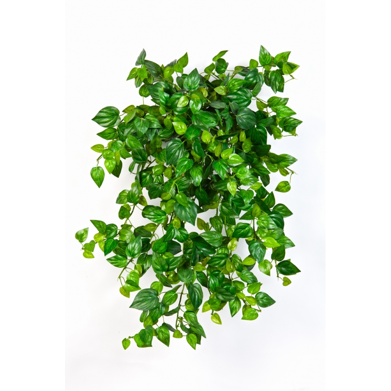 Mini Philodendron H: 56 cm