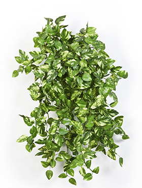 Mini Pothos Bush H: 56 cm