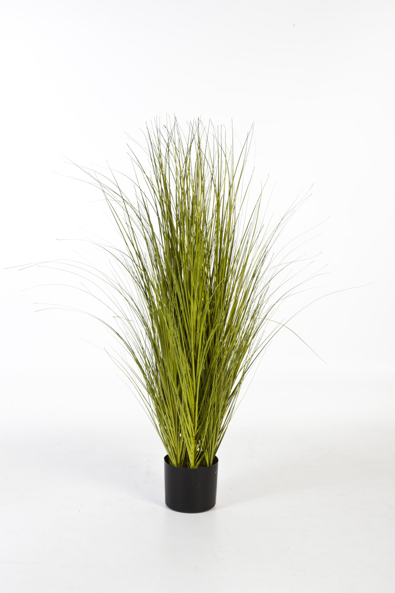 Miscanthus Gold Gras H: 105 cm