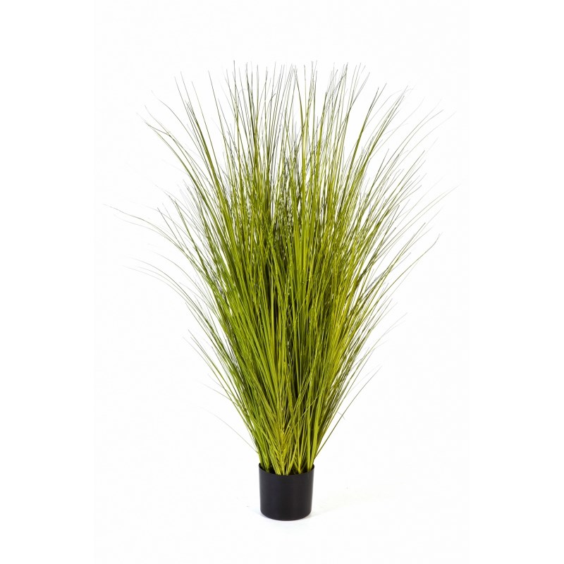 Miscanthus Gold Gras H: 85 cm