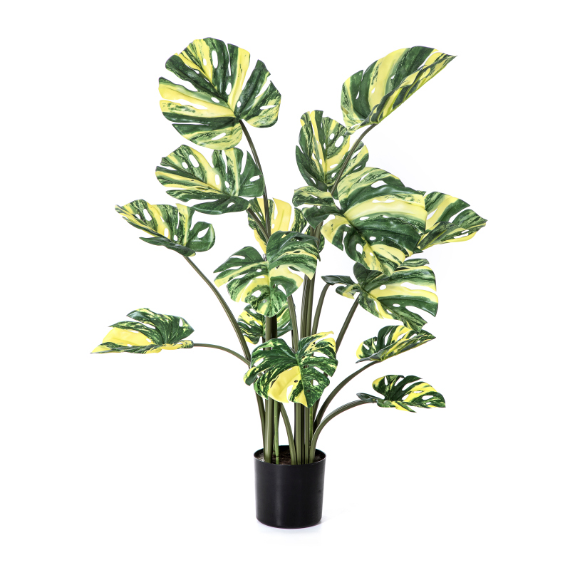 Monstera Deliciosa Geel H: 120 cm