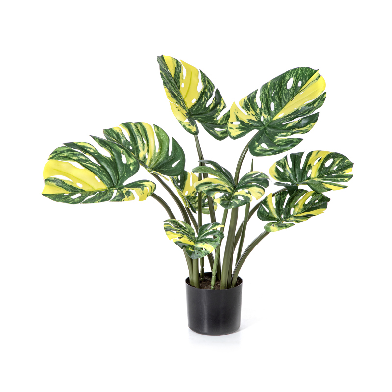 Monstera Deliciosa Geel H: 60 cm