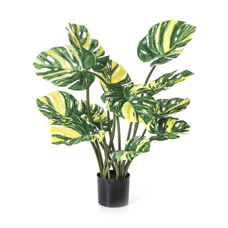 Monstera Deliciosa Geel H: 90 cm