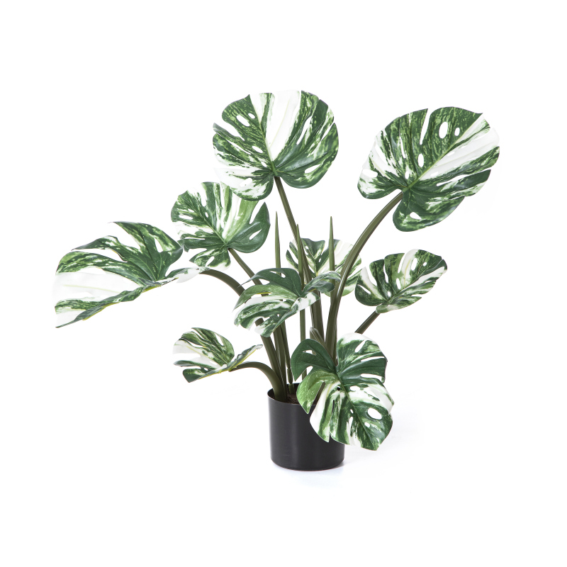 Monstera Deliciosa Wit H: 60 cm