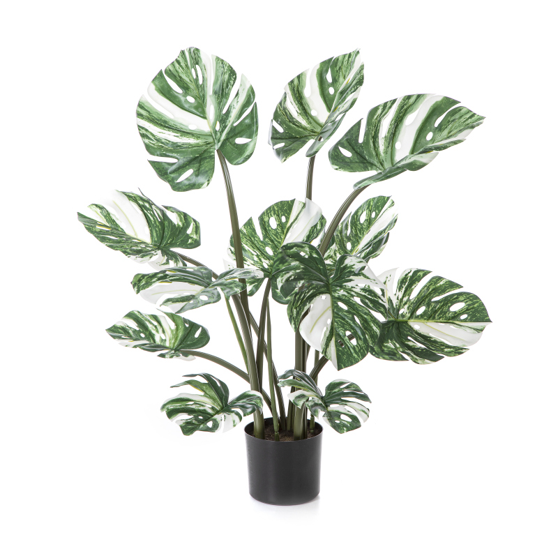 Monstera Deliciosa Wit H: 90 cm