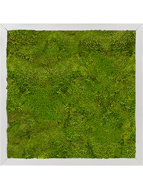 Mosschilderij, Aluminium 100% Bolmos, L: 40cm, H: 6cm, B: 40cm