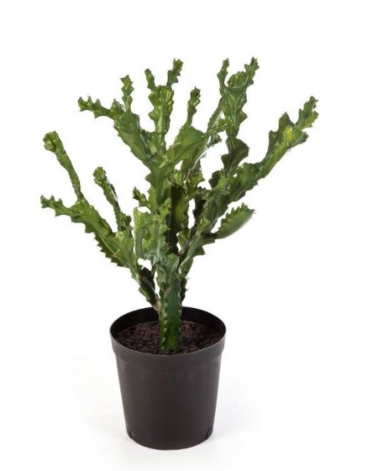 Mountain Cactus H: 76 cm