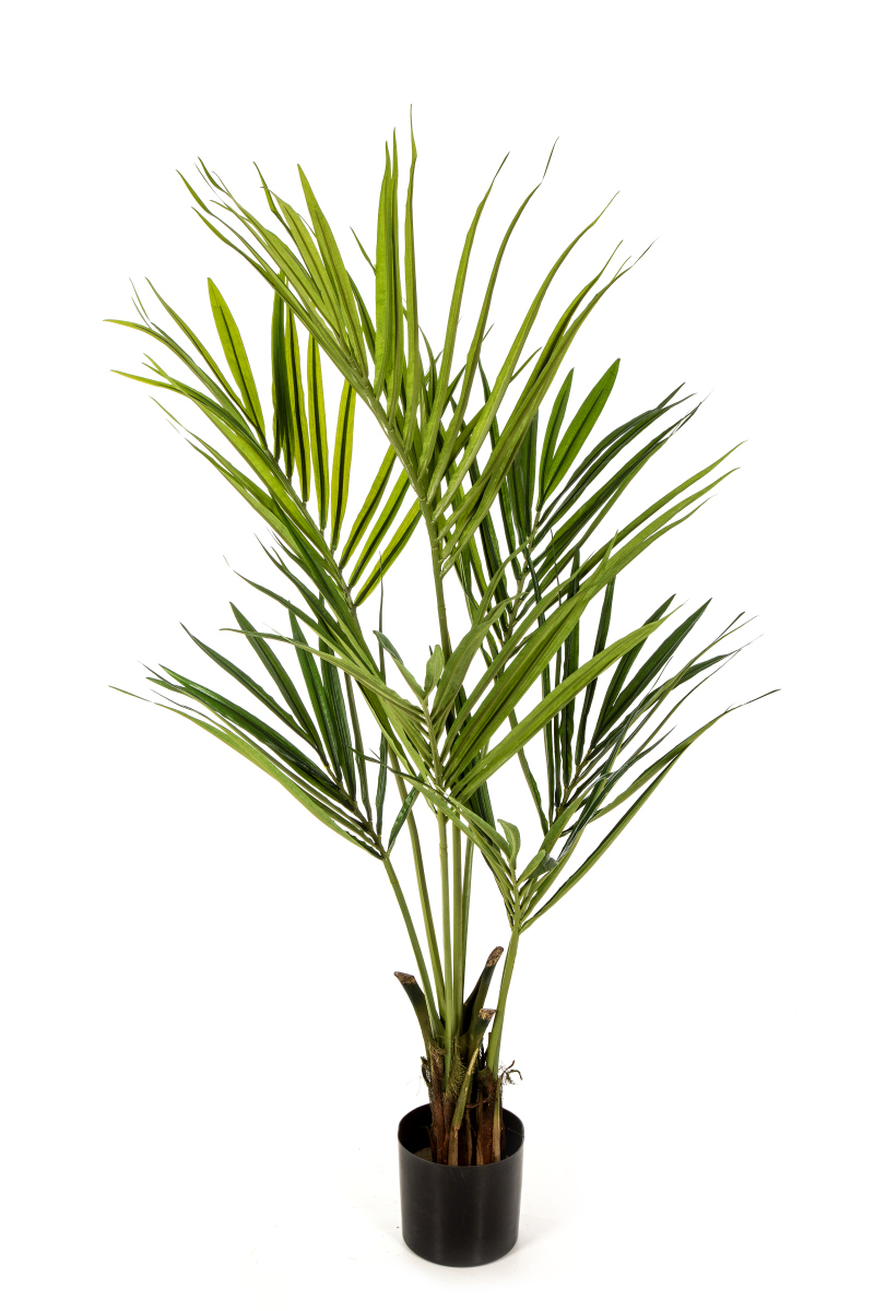 Natuurlijke Kentia Palm H: 140 cm