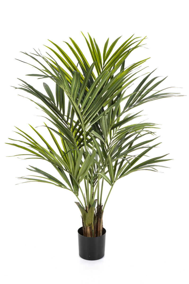 Natuurlijke Kentia Palm H: 140 cm
