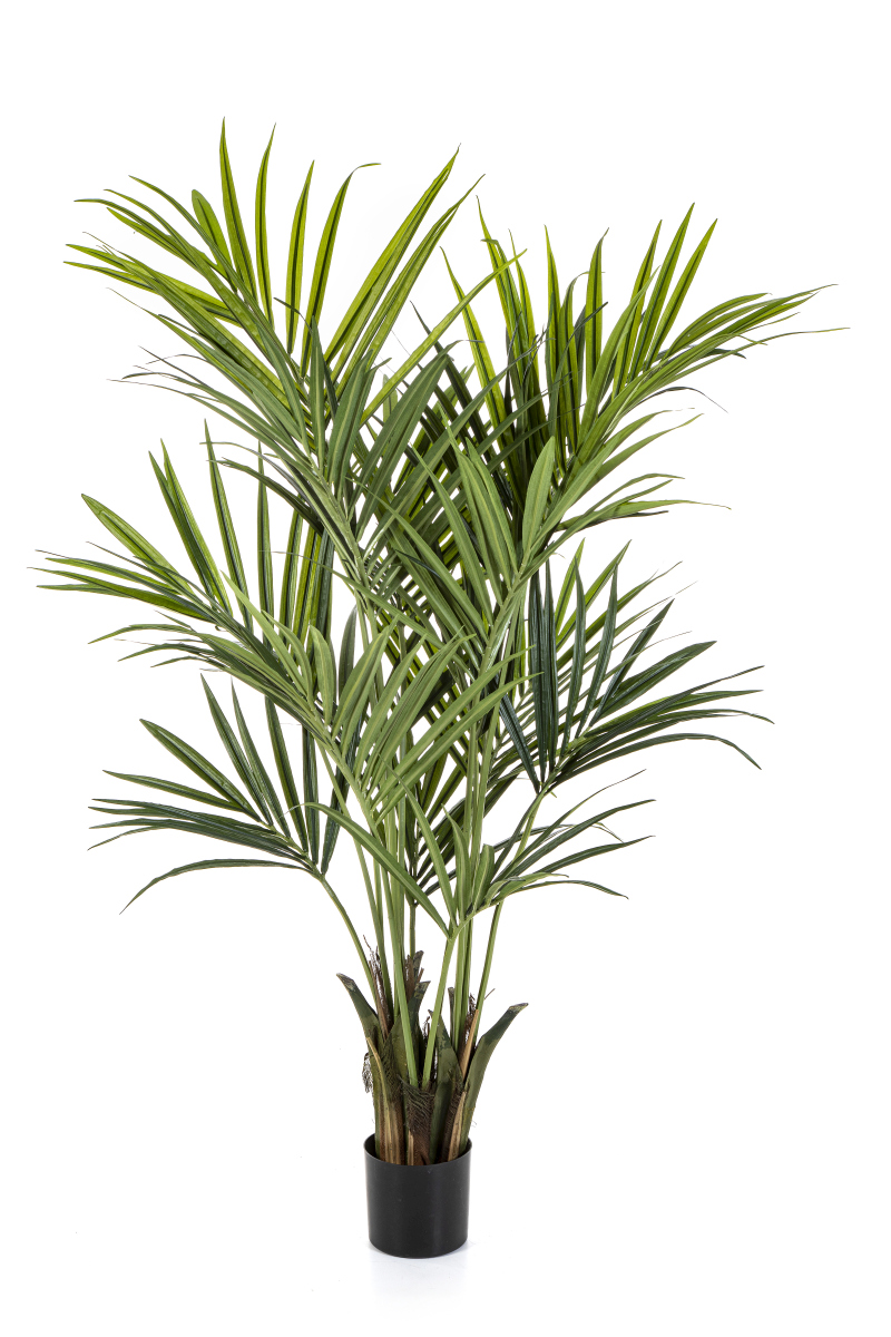 Natuurlijke Kentia Palm H: 172 cm