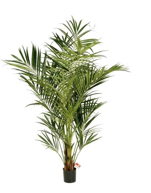 Natuurlijke Kentia Palm H: 200 cm