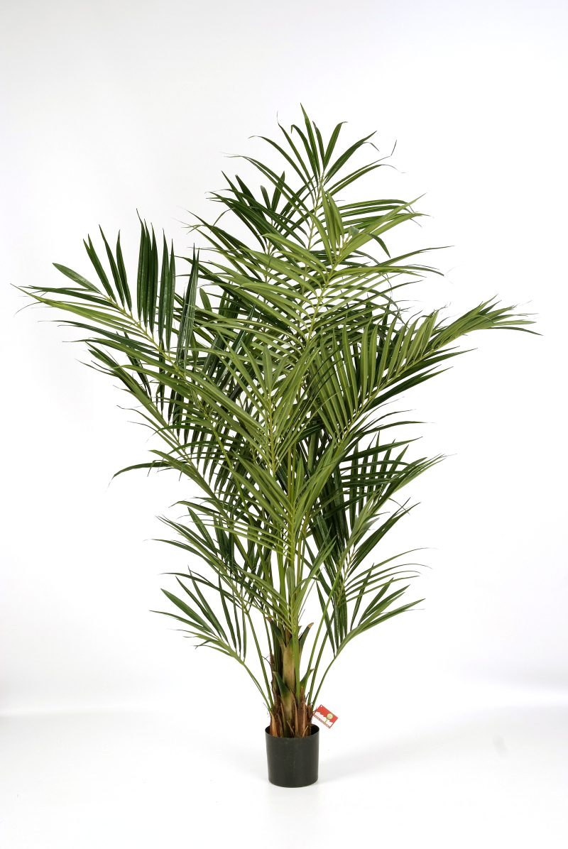 Natuurlijke Kentia Palm H: 225 cm