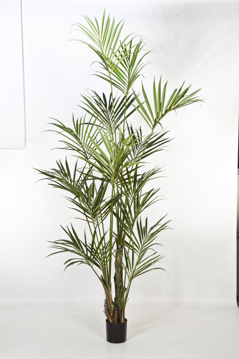 Natuurlijke Kentia Palm H: 260 cm