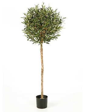 Natuurlijke Olijf Bol Boom H: 140 cm