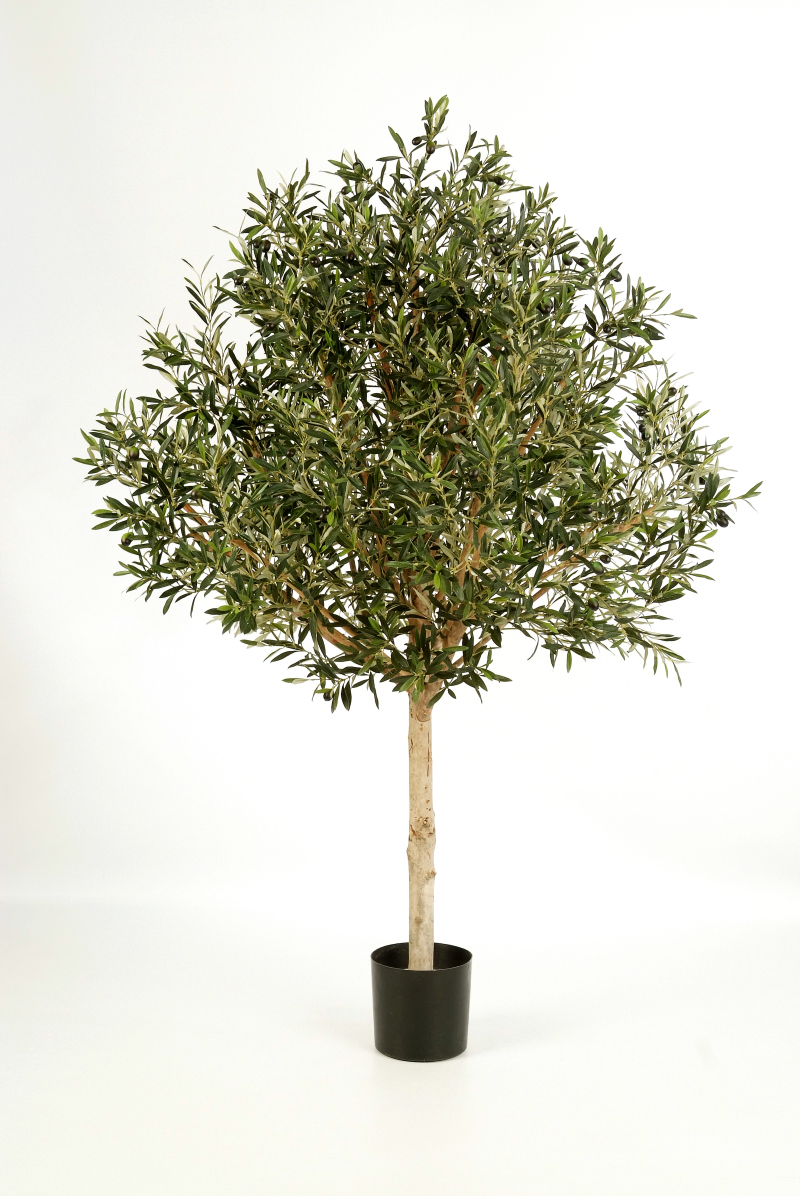 Natuurlijke Olijf Topiary Boom Vlamvertragend H: 180 cm