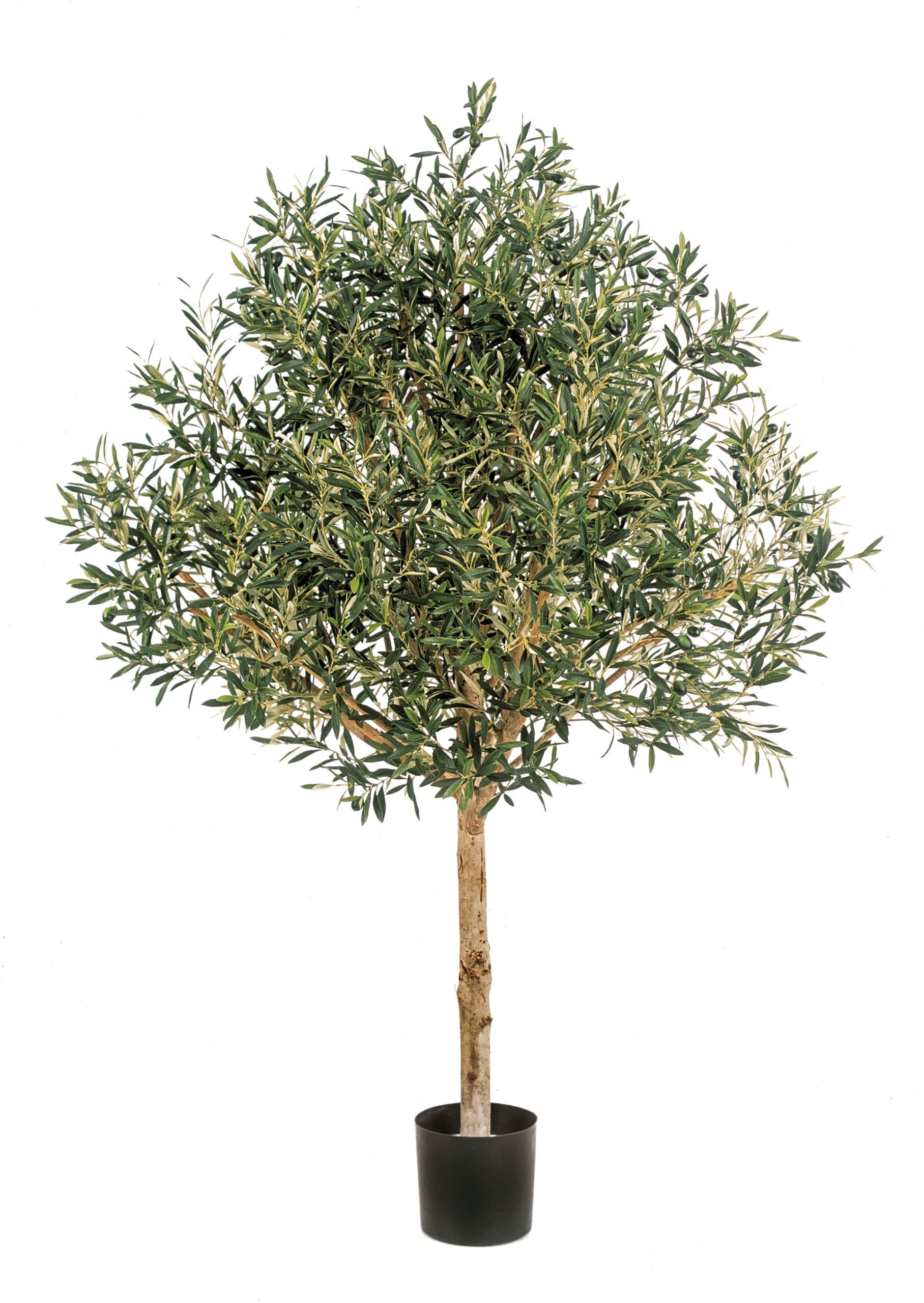 Natuurlijke Olijf Topiary Boom Vlamvertragend H: 210 cm