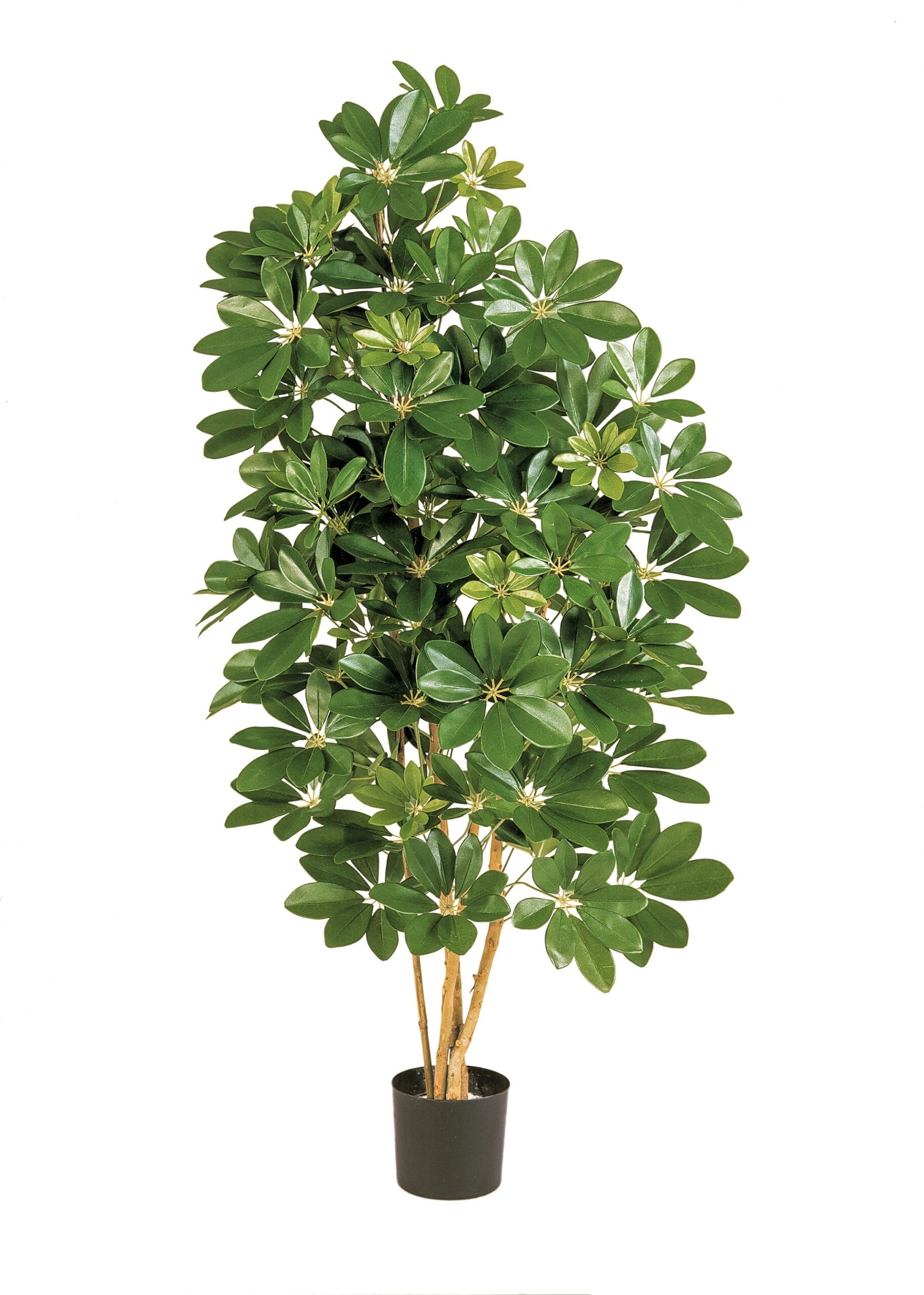 Natuurlijke Schefflera H: 110 cm