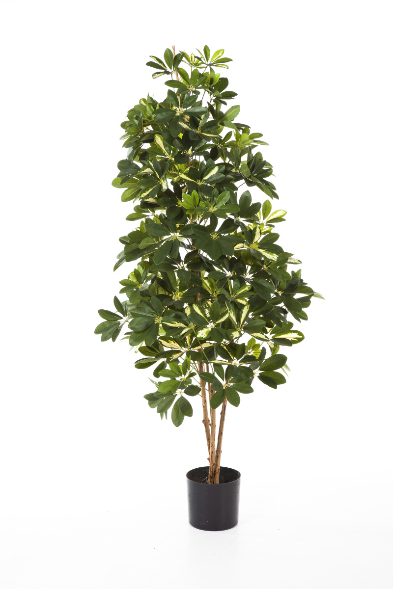 Natuurlijke Schefflera H: 140 cm