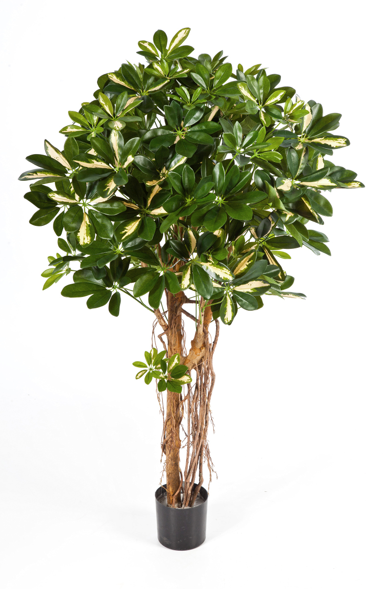 Natuurlijke Schefflera Umbrella H: 110 cm