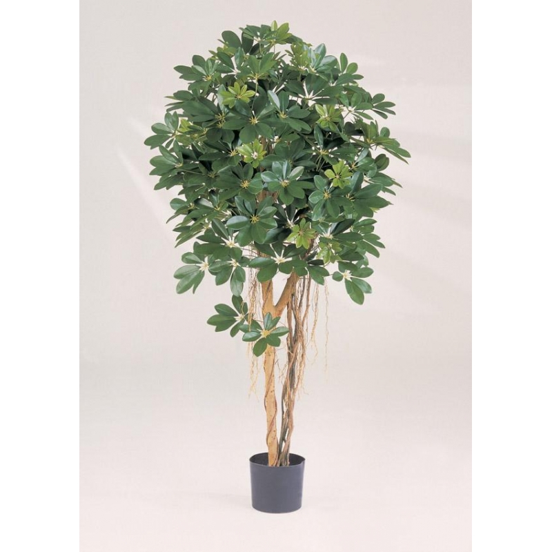 Natuurlijke Schefflera Umbrella H: 140 cm