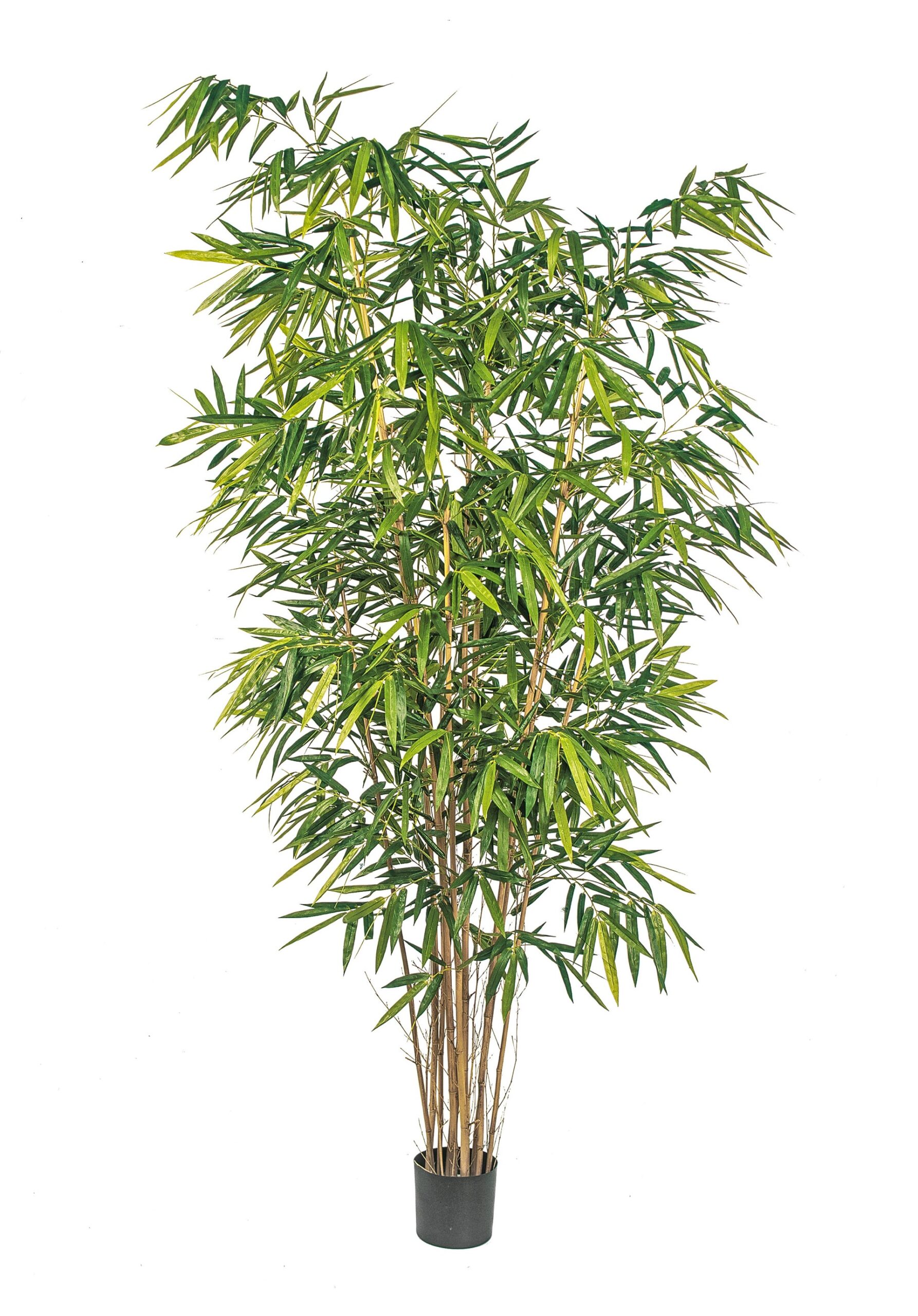 Nieuw Bamboe Groot Blad H: 240 cm