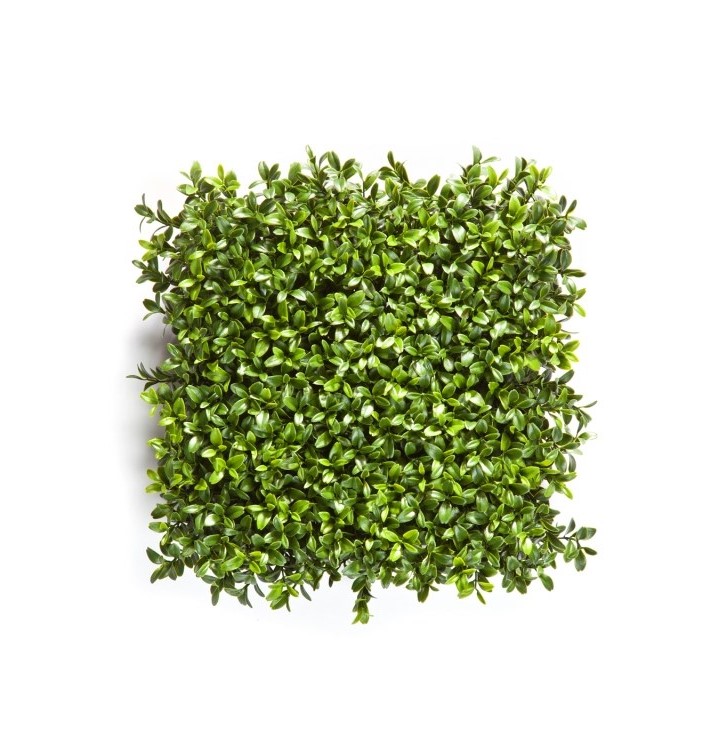 Nieuw Buxus Vierkant Matje H: 25 2 cm