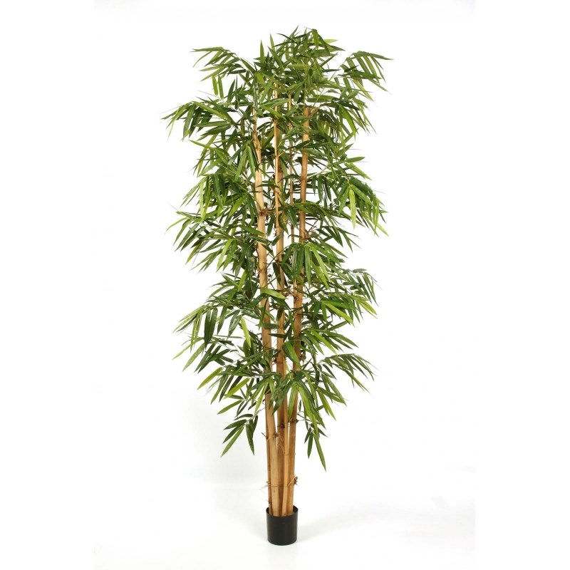 Nieuw Groot Bamboe Groot Blad H: 240 cm