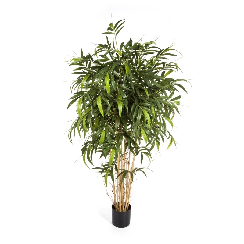 Nieuw Natuurlijke Bamboe H: 150 cm