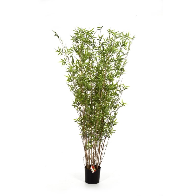 Oriental Bamboe H: 70 cm